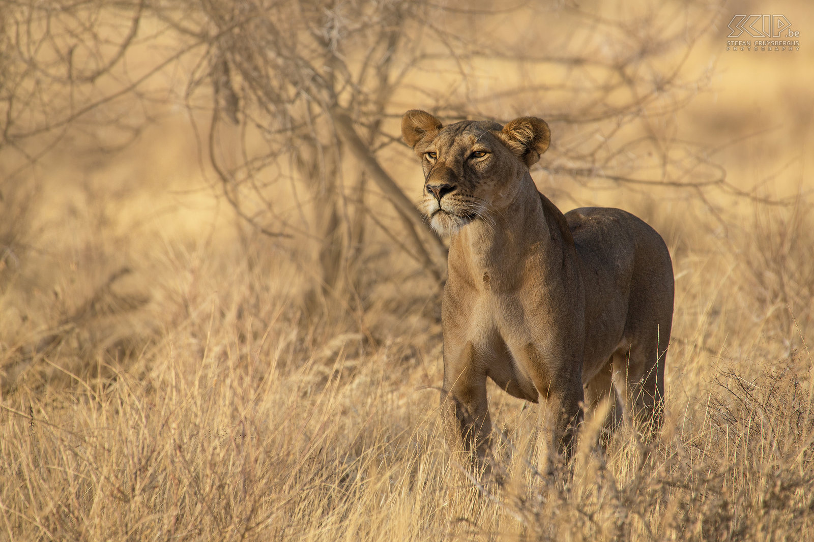 Samburu - Lioness The last morning we saw two lionesses walking around. Stefan Cruysberghs